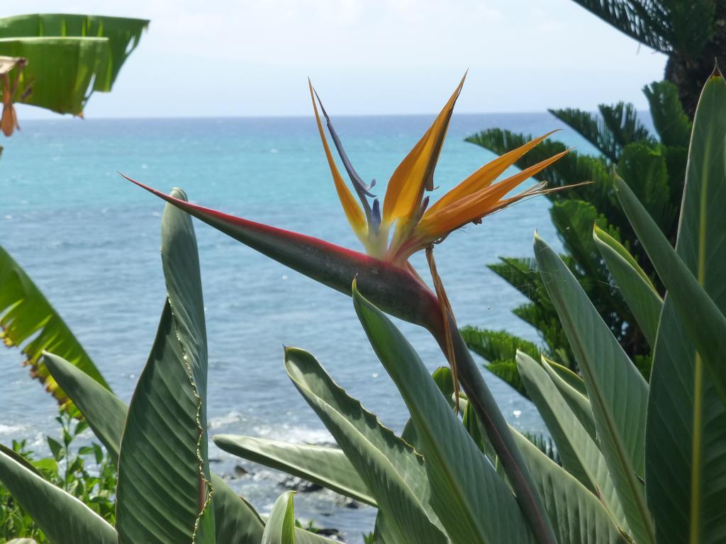 Mahina Surf 220 By Redawning Aparthotel ลาไฮนา ภายนอก รูปภาพ